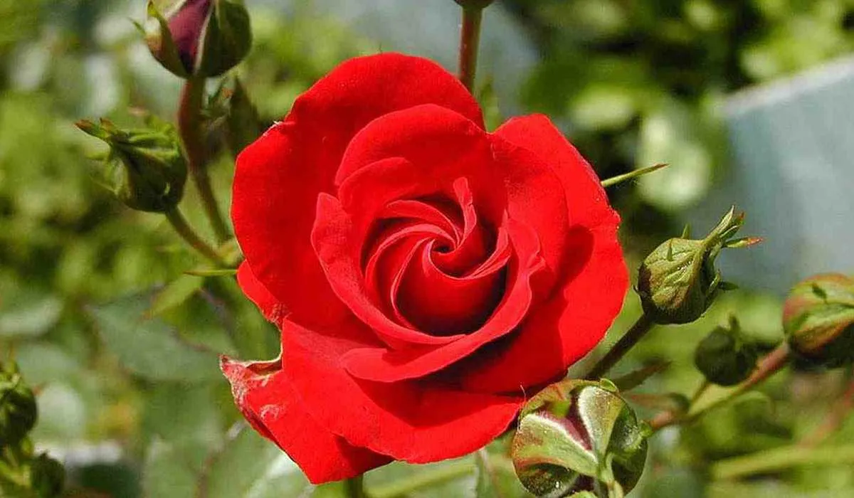 رز ، ملکه گلها ، زیباترین ، محبوبترین ، قدیمی ترین 100%