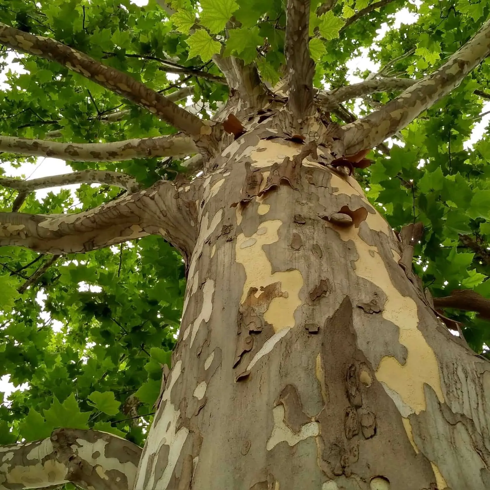 چنار ، درختی با خاطرات زیبا در ولیعصر تهران 100%
