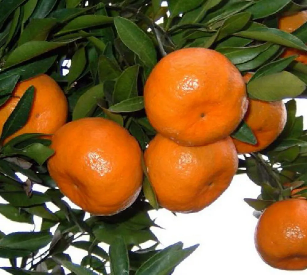 نارنگی ، شباهت و تفاوت با پرتقال ؟؟؟؟؟؟؟؟؟0